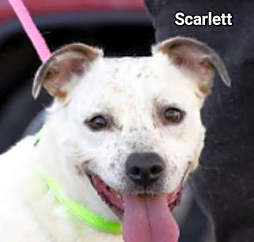 Photo of Scarlett