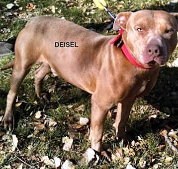 Photo of Diesel