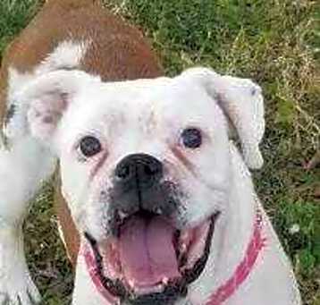 Photo of Lola