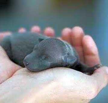 Photo of *Foster Homes Needed*