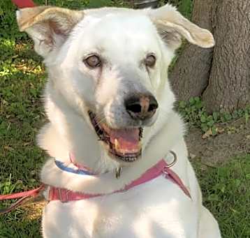 Photo of Willow 2