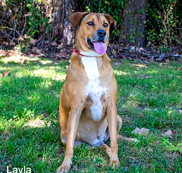 Photo of Layla