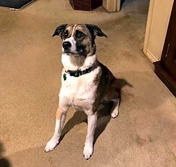 Photo of Louie