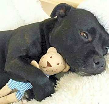 Photo of Boston - Adopted