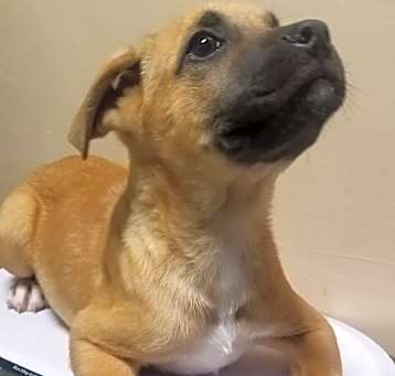 Photo of Dakota - Adopted