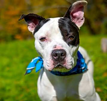 Photo of Petey