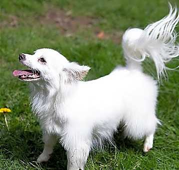 Photo of Beau a Jack Russell-Papillon Mix male