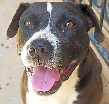Photo of Sugar Pie