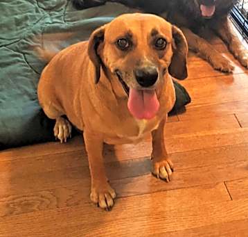 Photo of Lacey