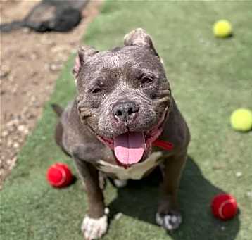 Photo of Porkchop