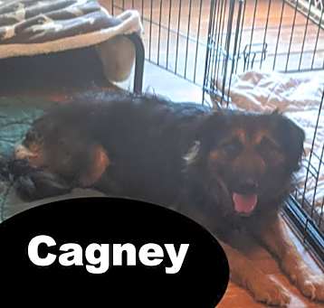 Photo of Cagney