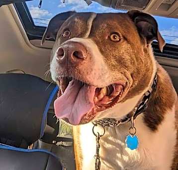 Photo of FERGAL aka RAMBO