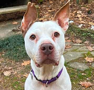 Photo of Robin - IN FOSTER