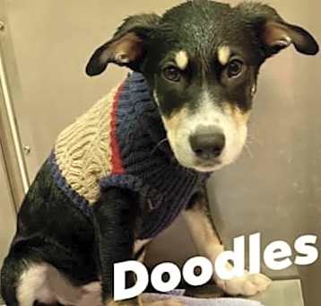 Photo of Doodles