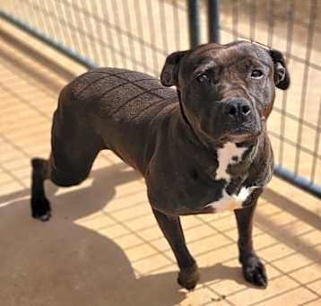 Photo of Mocha