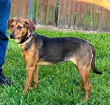 Photo of Mary Jane very loving! 34 lbs.