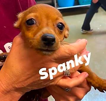 Photo of Spanky
