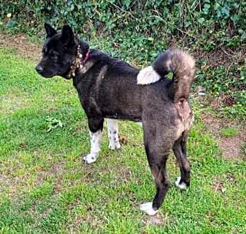 Photo of Onyx