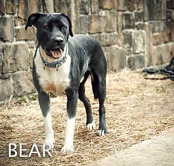 Photo of Bear