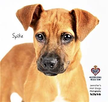 Photo of Spike