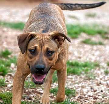 Photo of Tippy