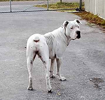Photo of Rocko