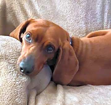 Photo of Finch