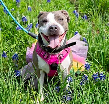 Photo of Diva