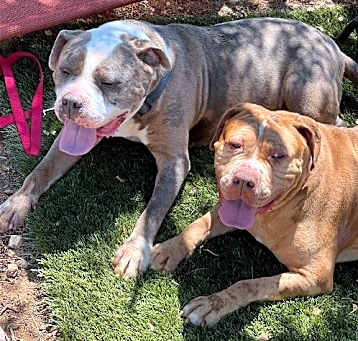 Photo of Tiger and Roxy