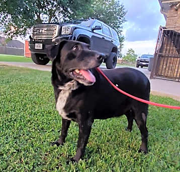 Photo of BANDIT
