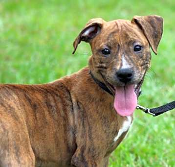 Photo of Pepper