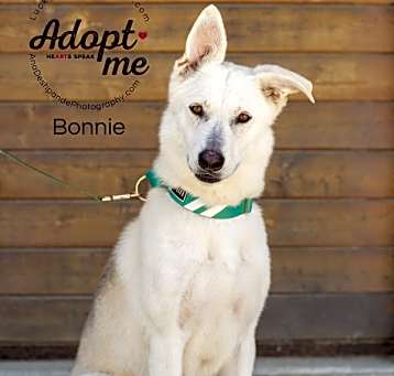 Photo of Bonnie