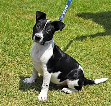 Photo of Scooter