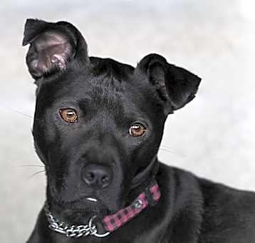 Photo of Lady