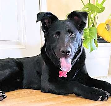 Photo of Bear