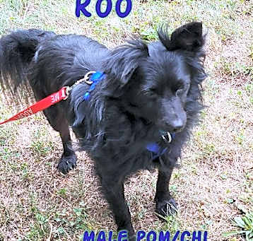 Photo of Roo