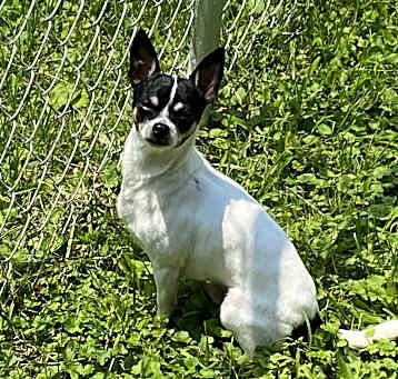 Photo of Bandit