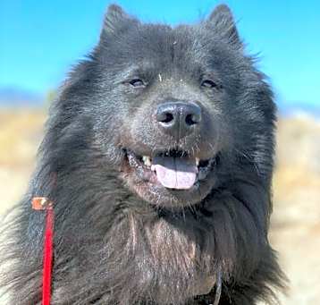 Photo of Smokey