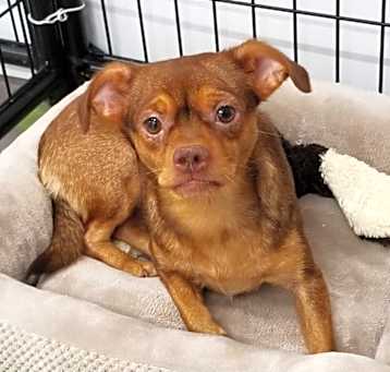 Photo of Pixie