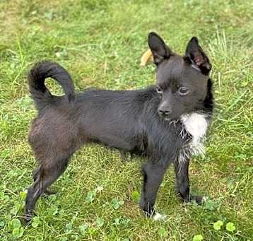 Photo of Smokey