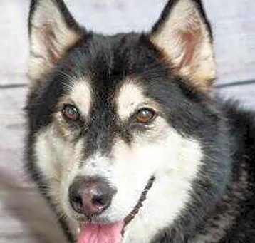 Photo of Onyx