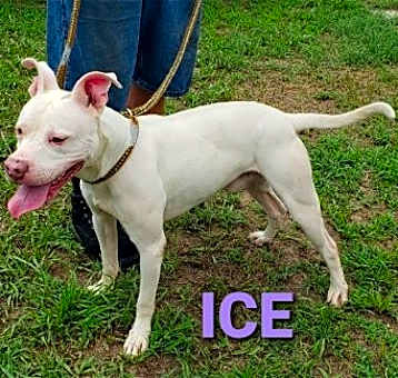Photo of Ice