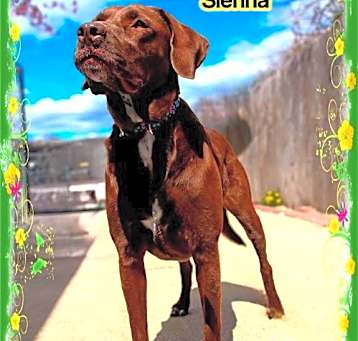 Photo of Sienna