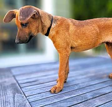 Photo of Cosa
