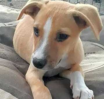 Photo of Butterscotch
