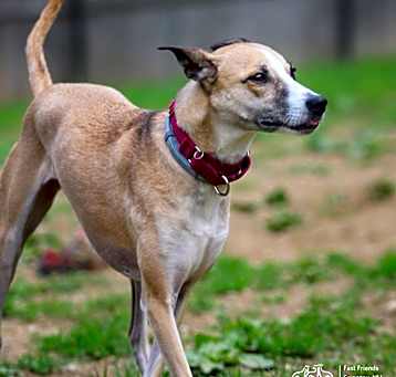Photo of Asha