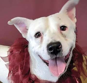 Photo of Lucky
