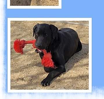 Photo of Polo