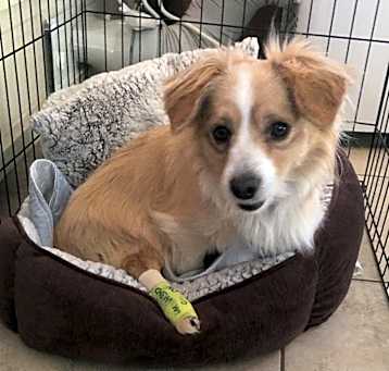 Photo of Llew (Special Needs)