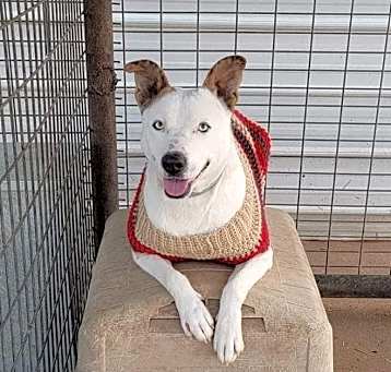 Photo of Bouncy